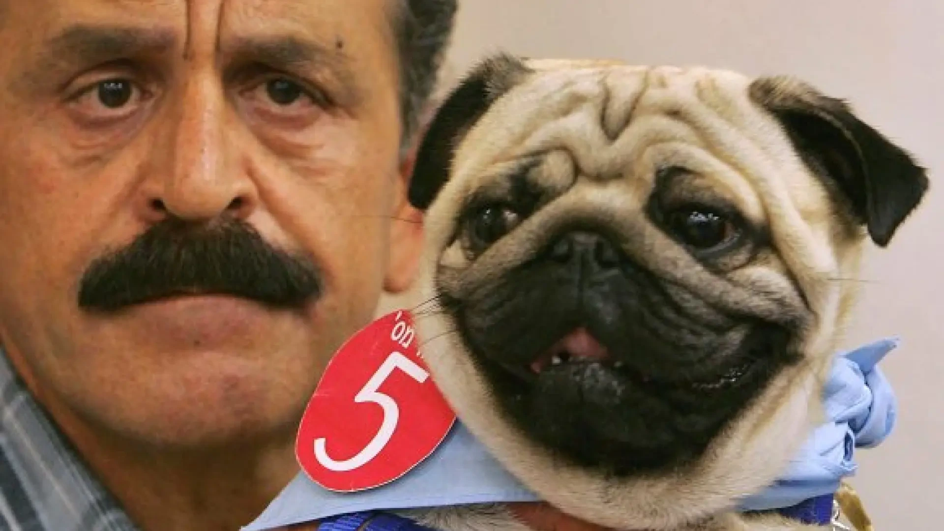 ¿Tu perro se mueve tan poco como tú? La actividad de ambos está más relacionada de lo que parece
