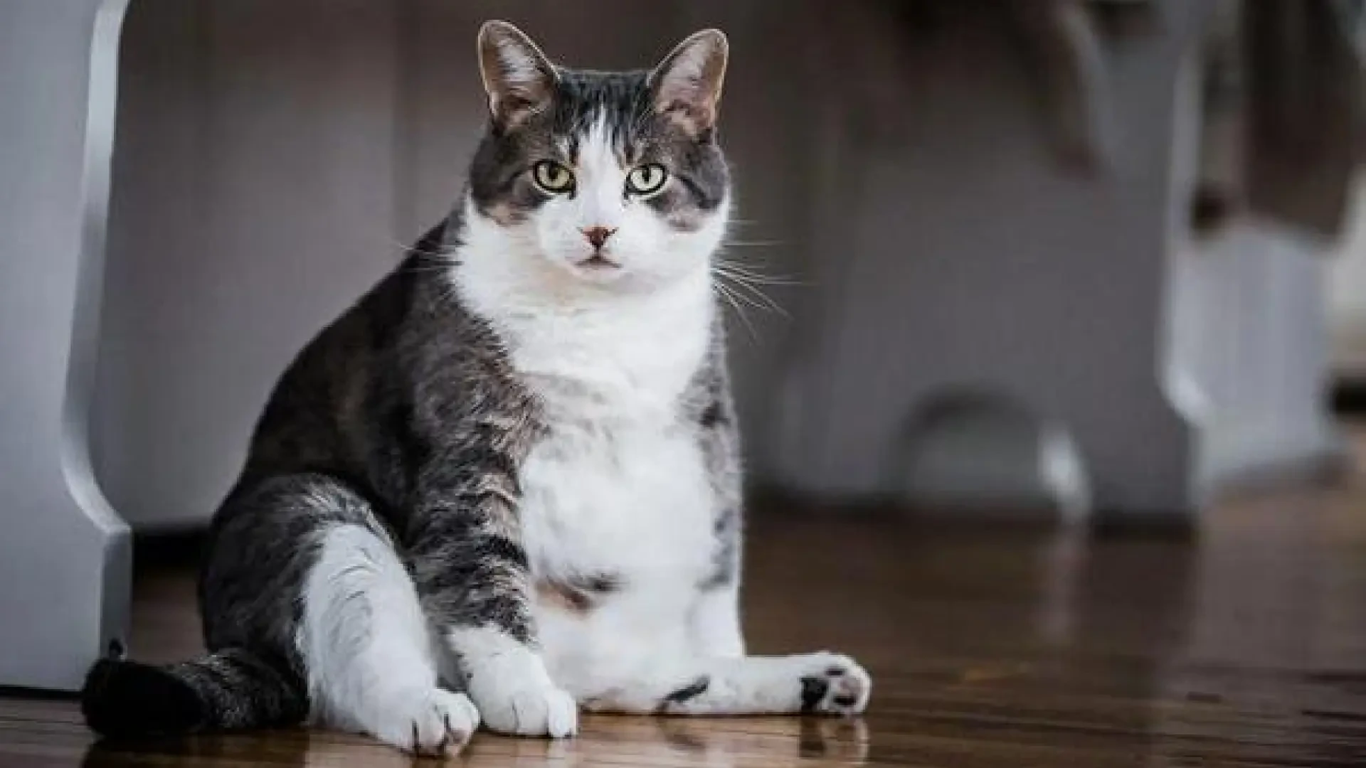 Convivir con un gato con diabetes: qué cambia en su día a día y cómo ayudarle