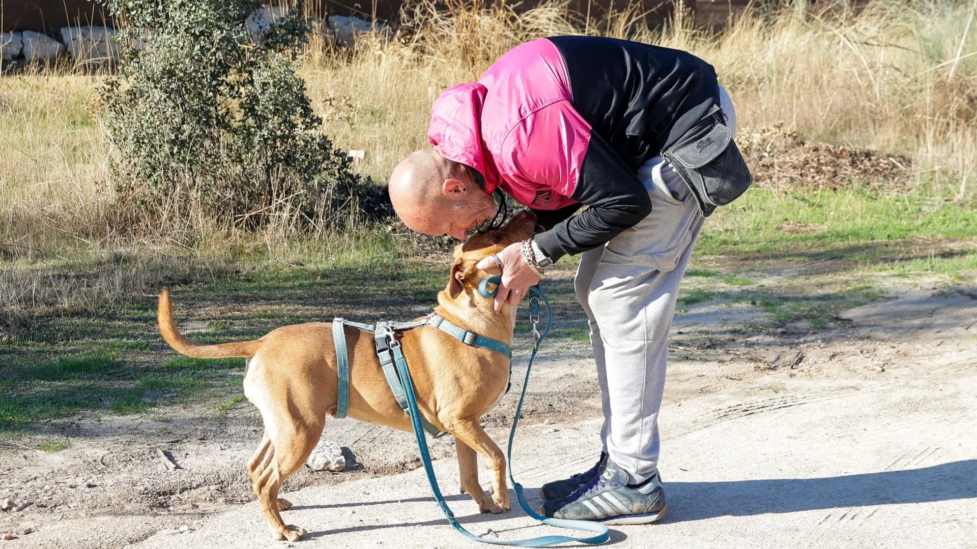 Amapola, Papuchi, Muller... Los animales "invisibles" en Madrid que buscan un hogar: "Las protectoras están colapsadas"