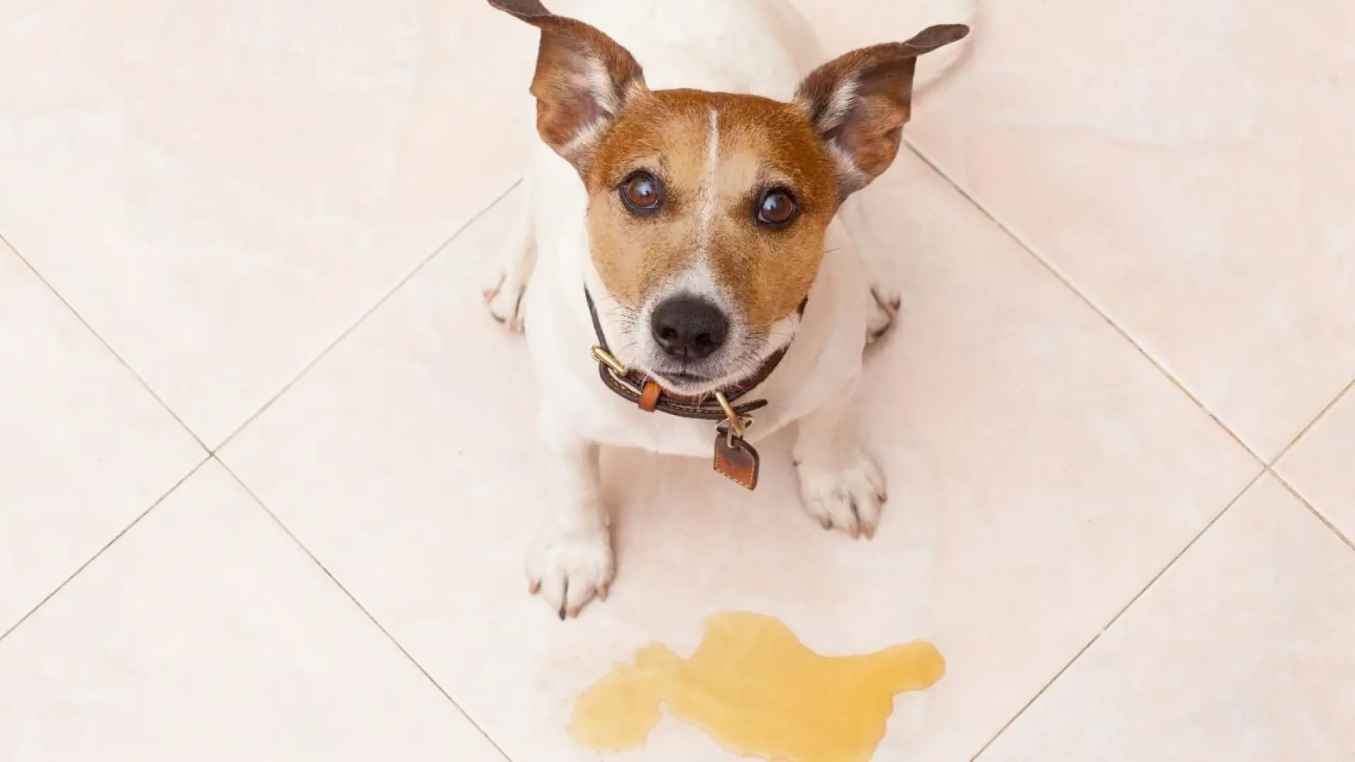 La orina de mi perro ha cambiado de color: cuándo conviene consultar