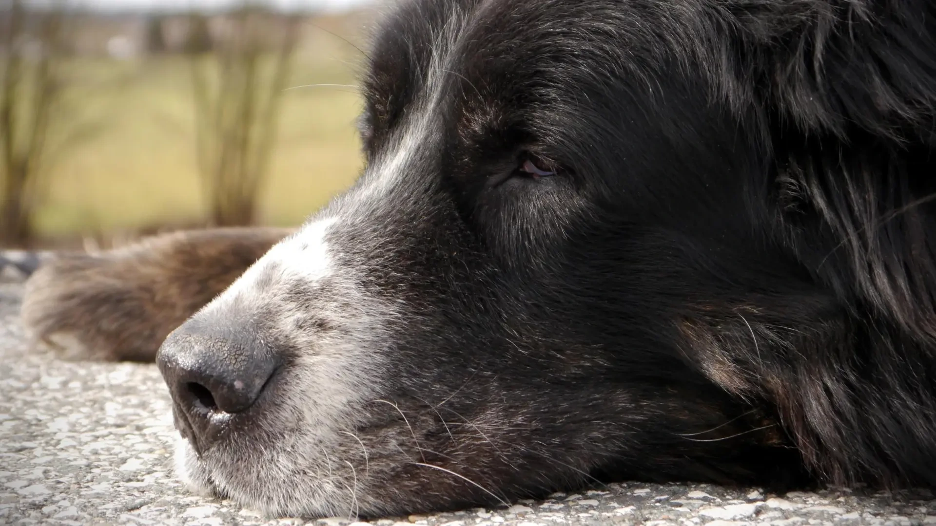 Le ha salido un bulto a mi perro: mirarlo o tocarlo no permite saber si es benigno