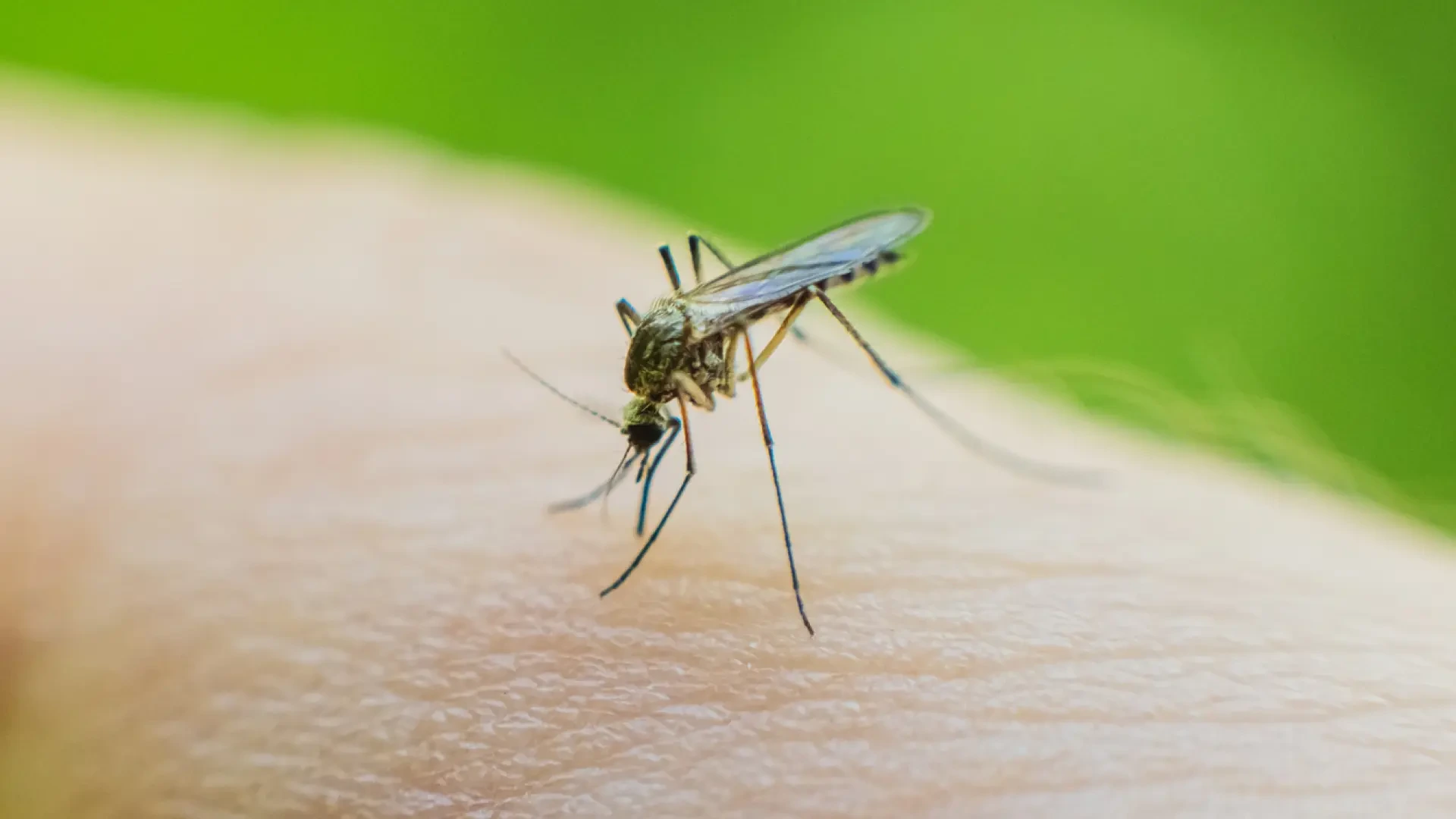 Qué mosquitos hay en tu barrio y qué riesgo suponen: una startup usa IA para seguirles la pista