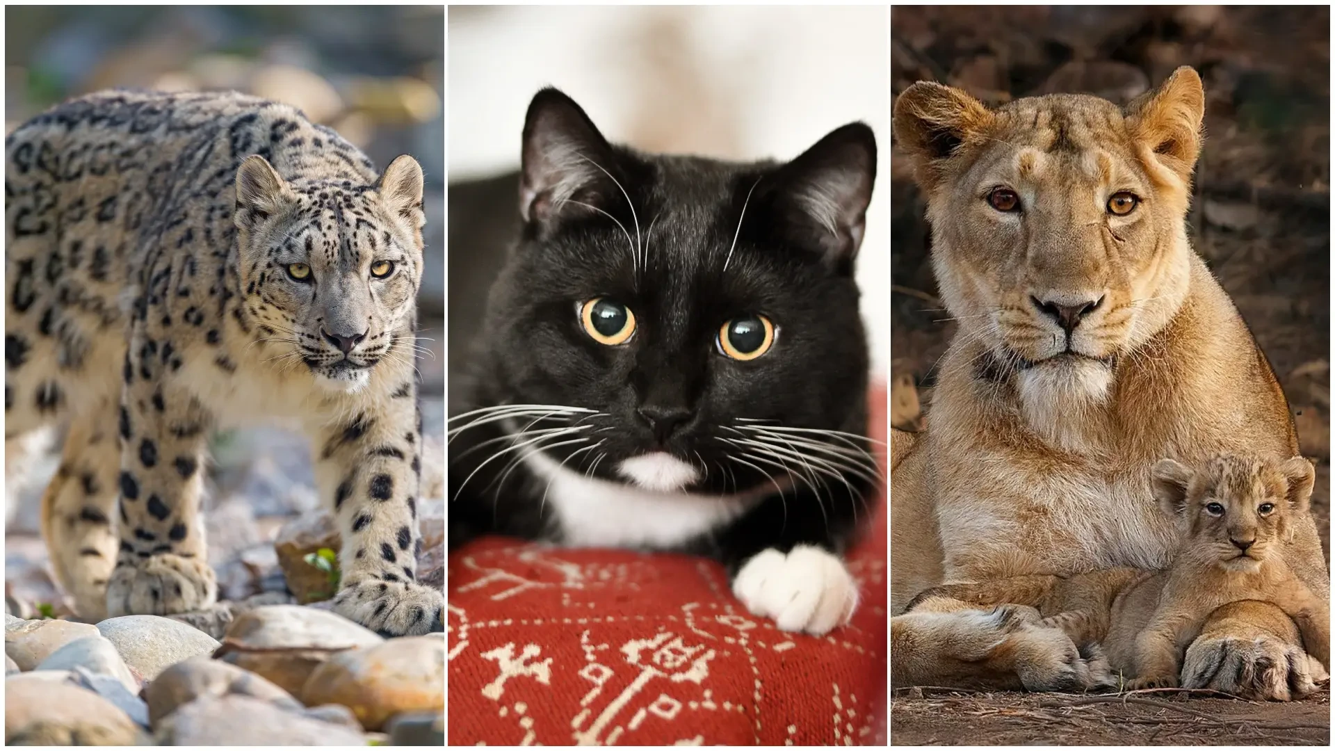 Anatomía felina: el hueso hioides, la pequeña pieza que impide a un gato rugir