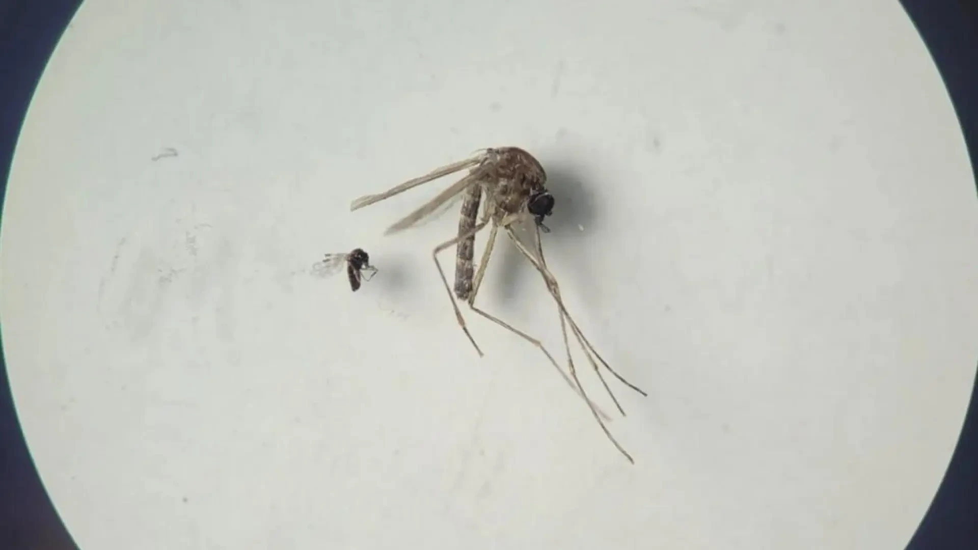Todo sobre el 'Culicoides', el insecto de 2 milímetros que es vector propagador del Shamonda