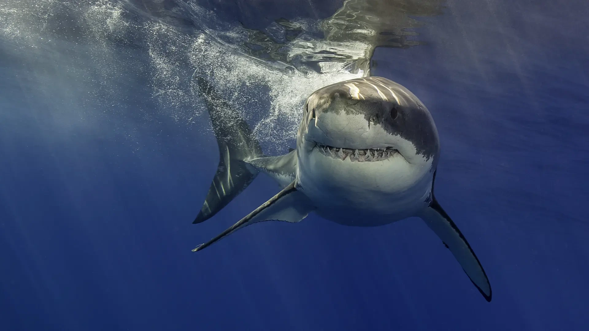 Muere una mujer al ser atacada por un tiburón en una playa de Sudáfrica