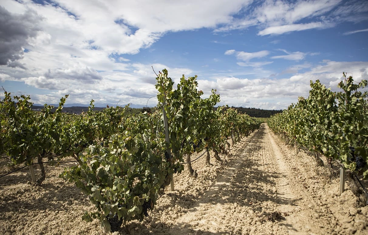 El mundo del vino se enturbia en Álava: amenazan con paros si no hay convenio