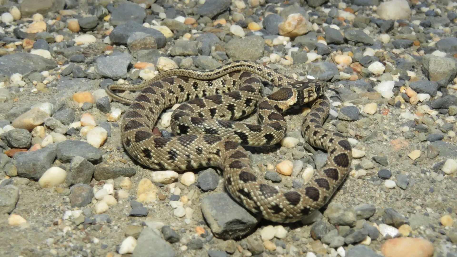 El CSIC identifica 94 especies invasoras en Islas Canarias que suponen "un alto riesgo para la biodiversidad"