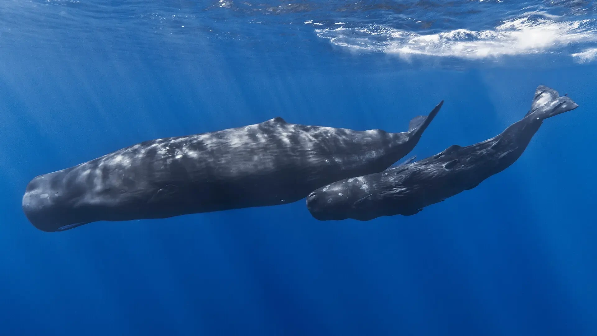 ¿Es posible que un humano sea engullido por una ballena? La ciencia responde a 'Whalefall'