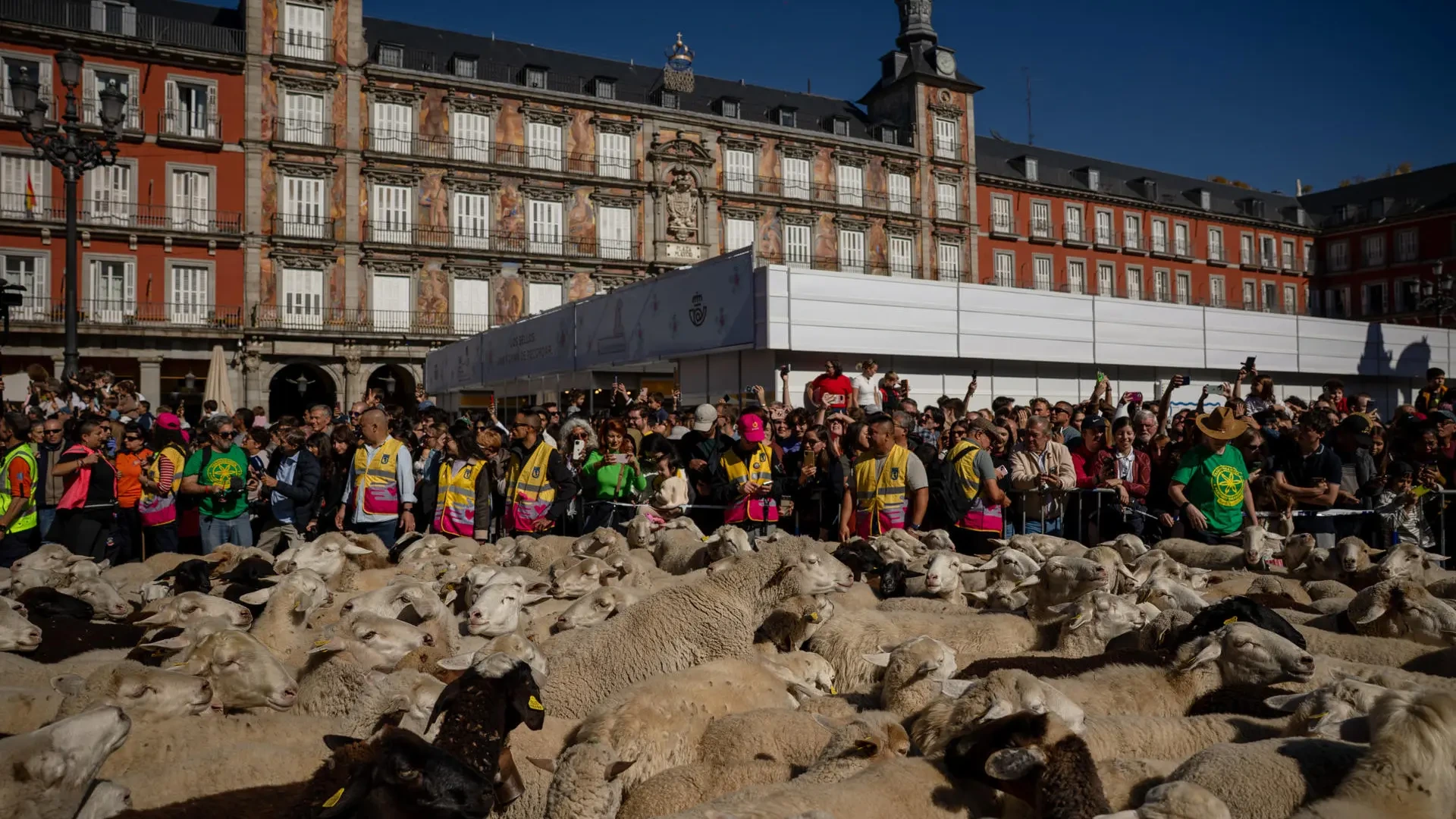 La trashumancia estrena recorrido y llena Madrid con 1.400 ovejas y cabras