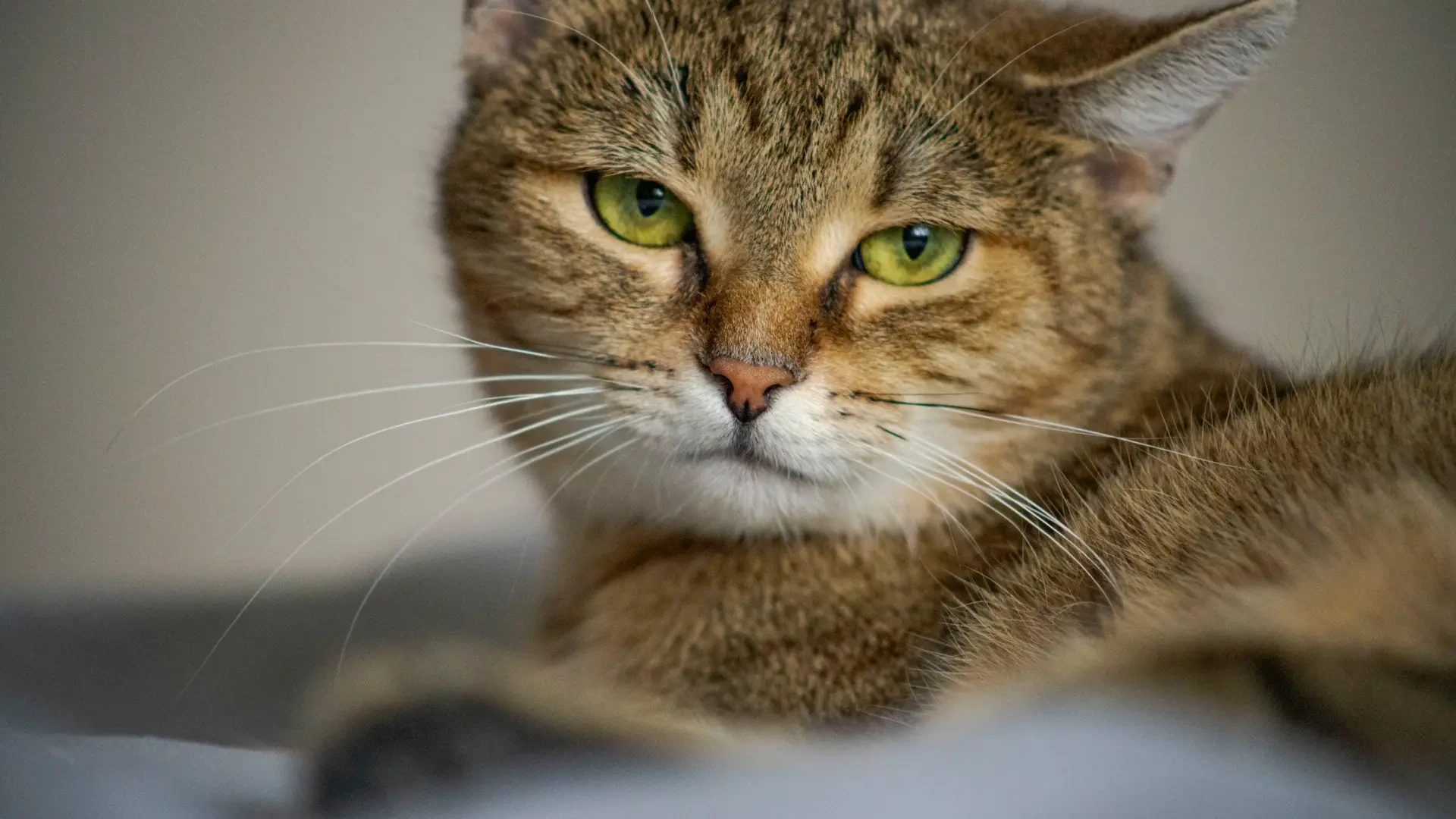 Un estudio japonés confirma que los dueños de gatos manifiestan mejoras en el estado de ánimo: la clave está en una hormona