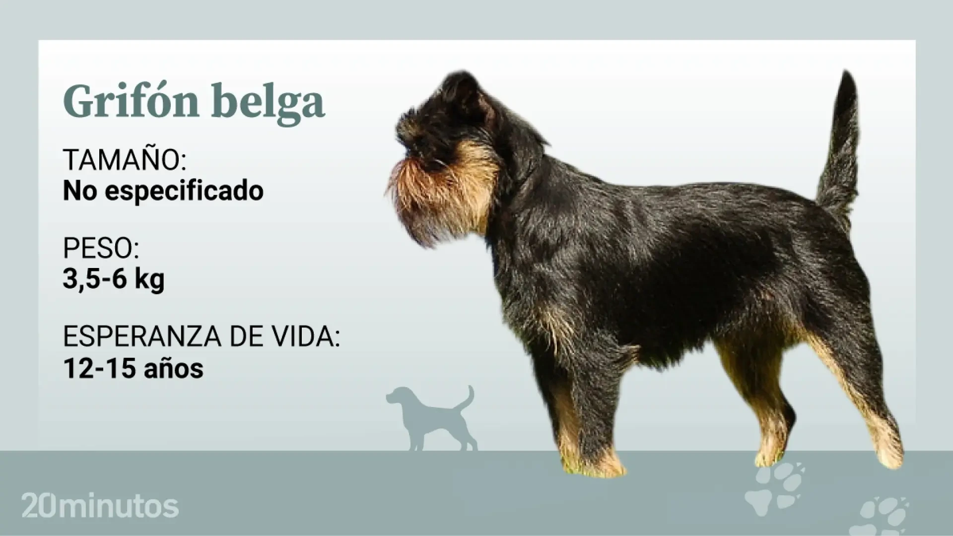 Así es el grifón belga, con un pasado de cazarratones y un carácter vigilante
