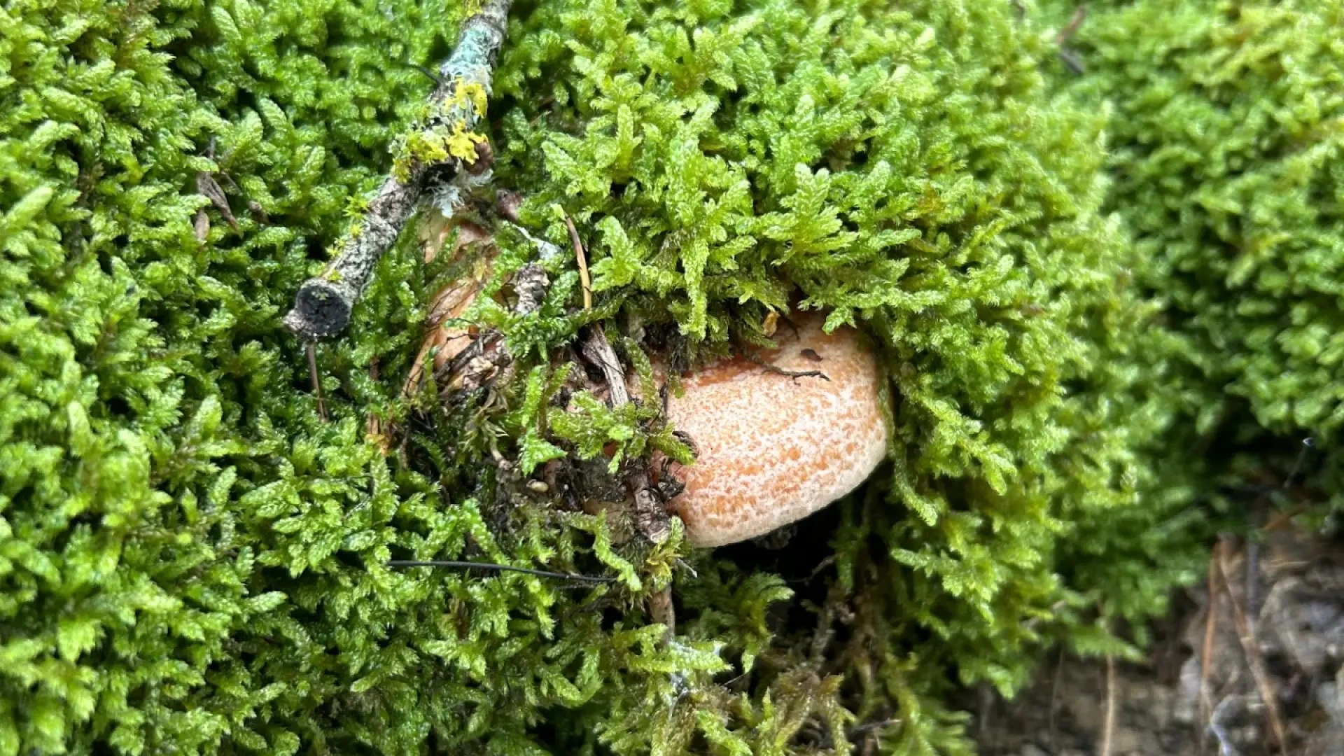 Dónde buscar setas en Catalunya: los mejores bosques y un mapa para saber dónde aparecen