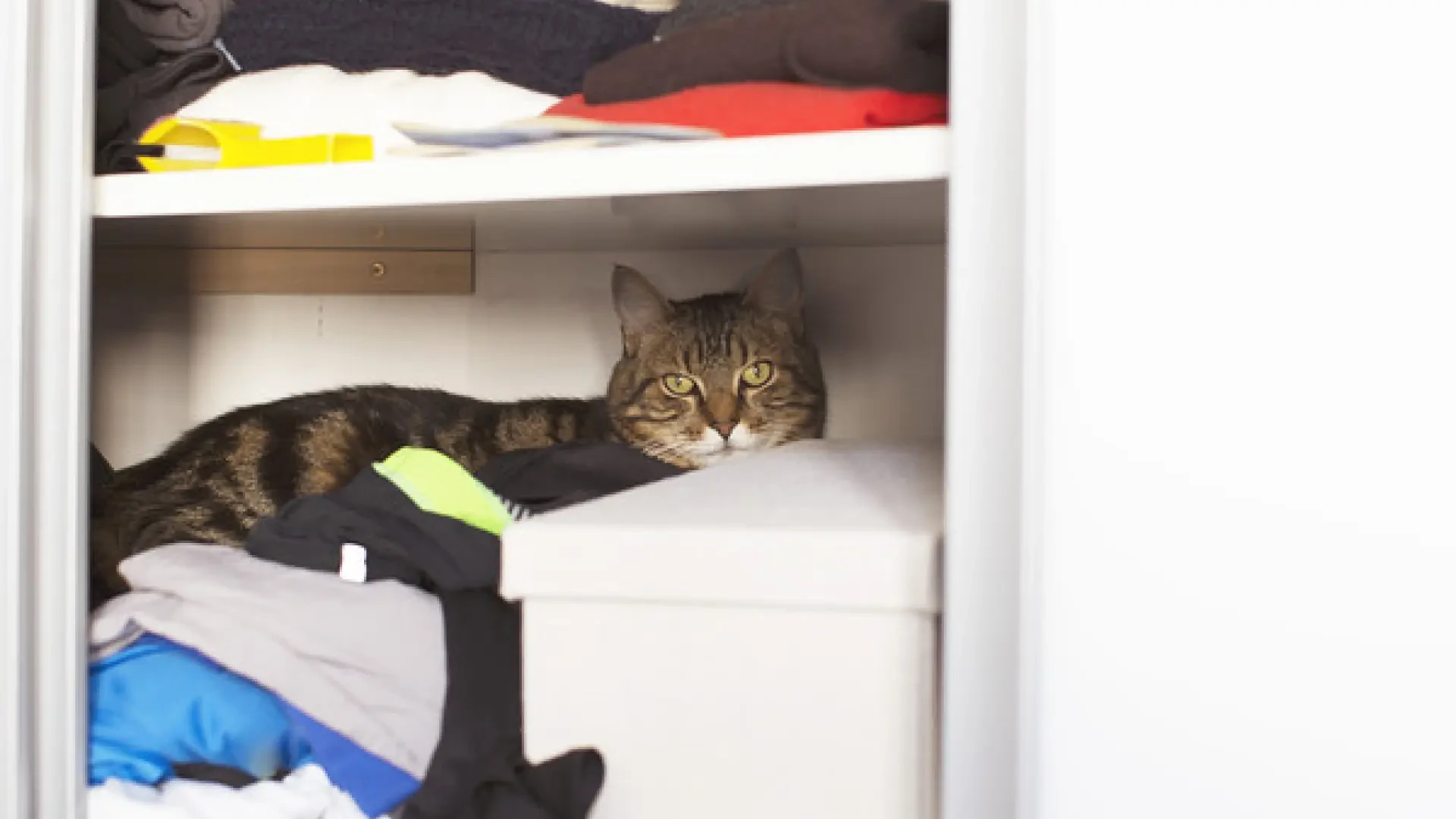 Cómo ayudar a un gato que tiene miedo de las personas