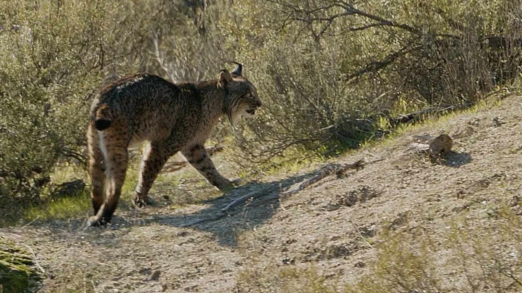 Un lince ibérico con GPS viaja hasta Álava y un ganadero lo graba con la cámara de su finca: es el primer avistamiento en el País Vasco en más de un siglo