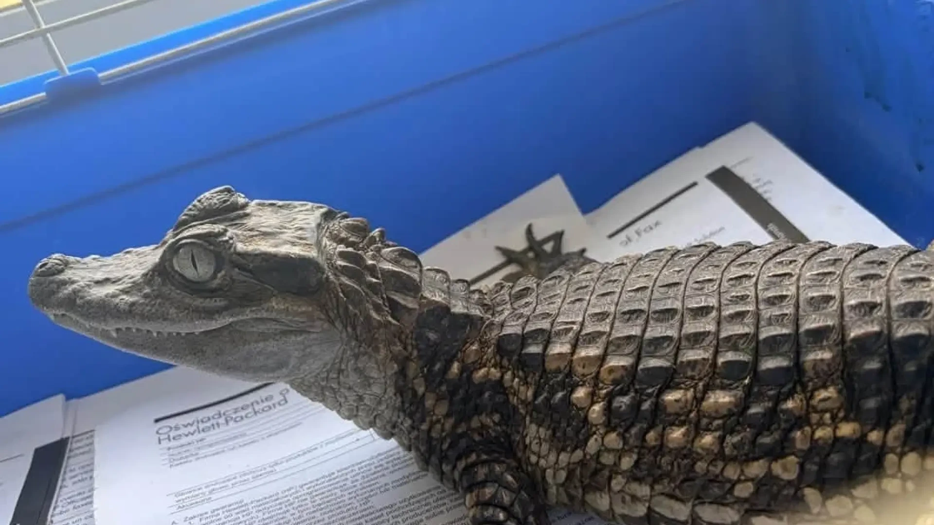 Recuperan un caimán que se encontraba en el cauce del Río en Sax