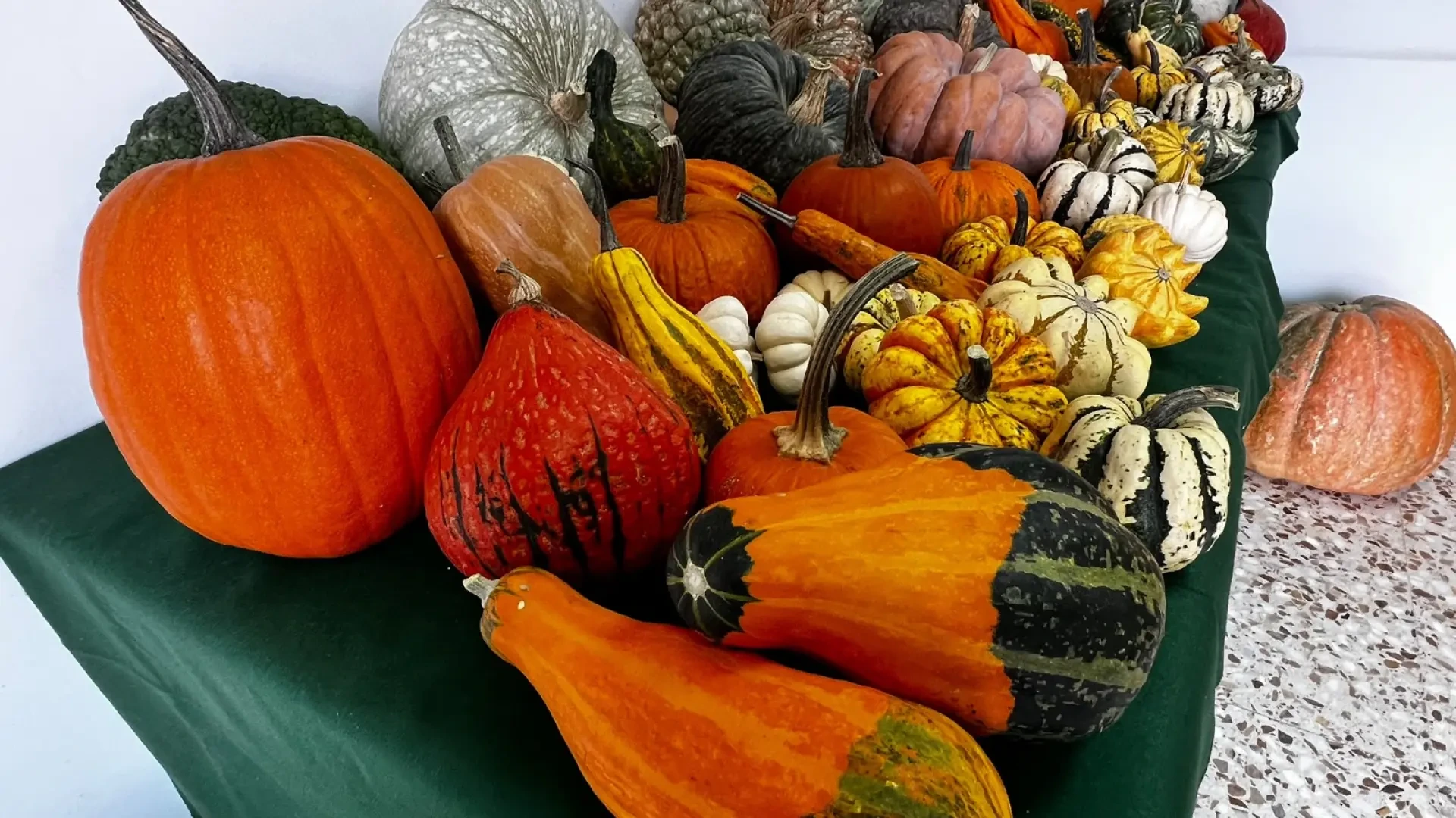 Investigadores madrileños coleccionan calabazas para saber cuál se adapta mejor al campo de la región