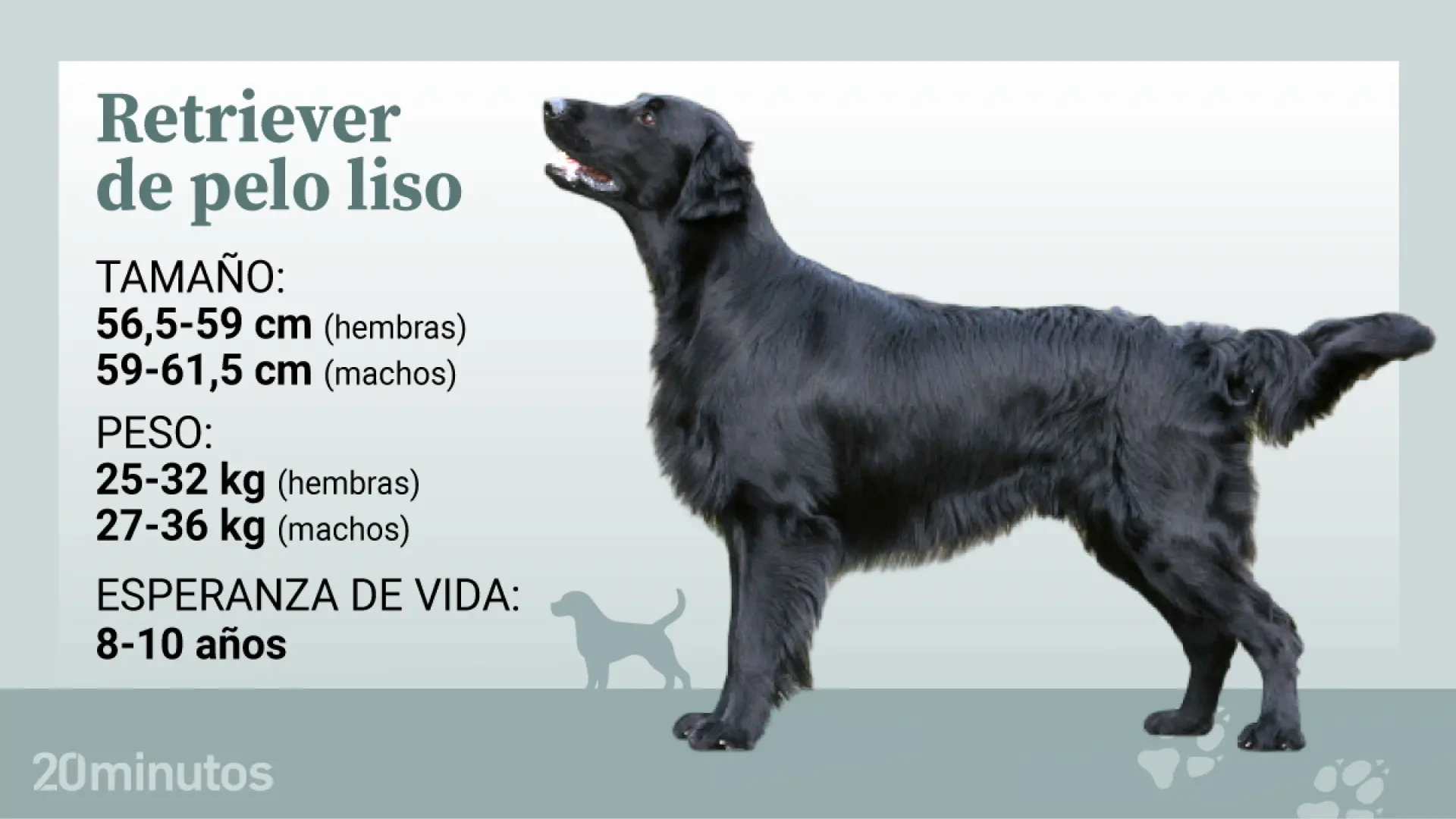 El retriever de pelo liso, el Peter Pan de los perros con un carácter juguetón durante toda la vida