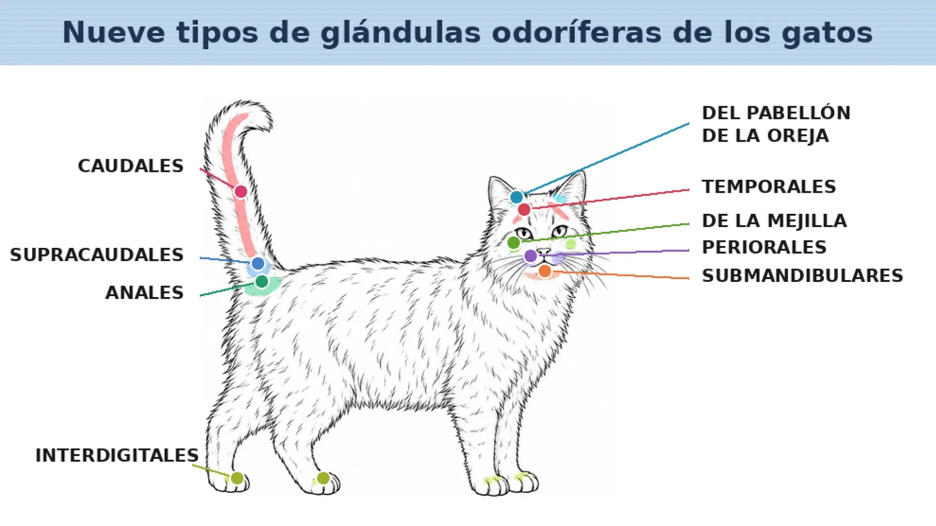 Anatomía felina: el mapa de las glándulas odoríferas