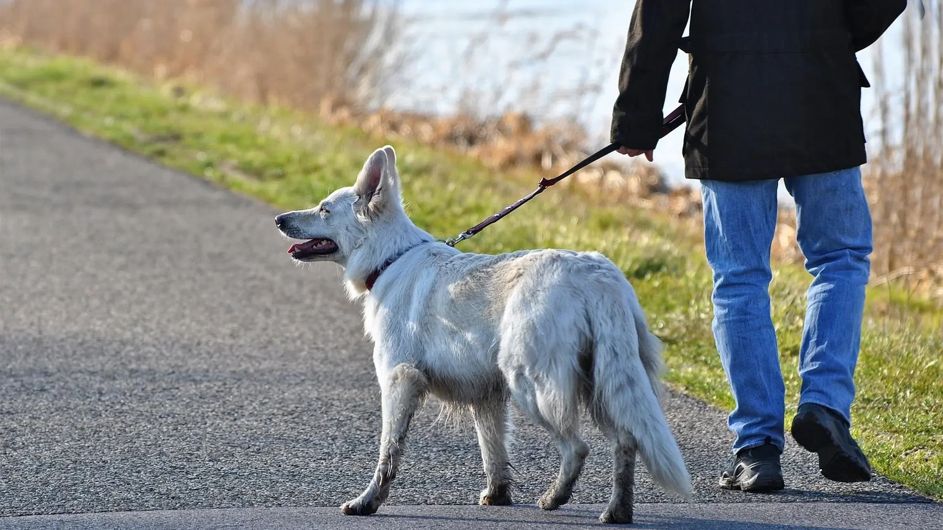 Tarragona ya analiza los excrementos de perros para multar a los propietarios