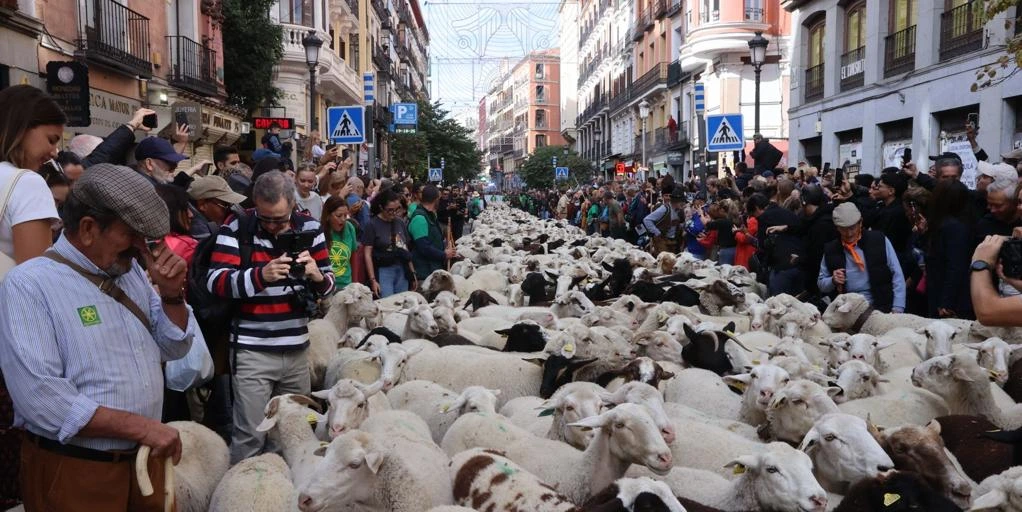 Fiesta de la Trashumancia en Madrid hoy: a qué hora es, recorrido y cortes de tráfico previstos por el paso de las ovejas
