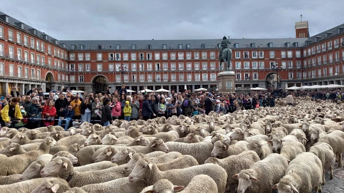 Más de de 1.400 ovejas y cabras toman Madrid por la Fiesta de la Trashumancia 2026: nuevo recorrido y horarios