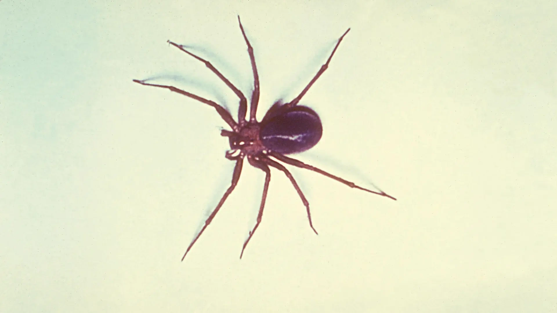 Un turista acaba prendiendo fuego a una vivienda por intentar matar una araña