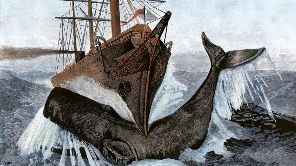 El misterioso órgano de los cachalotes que les da fuerza para hundir barcos