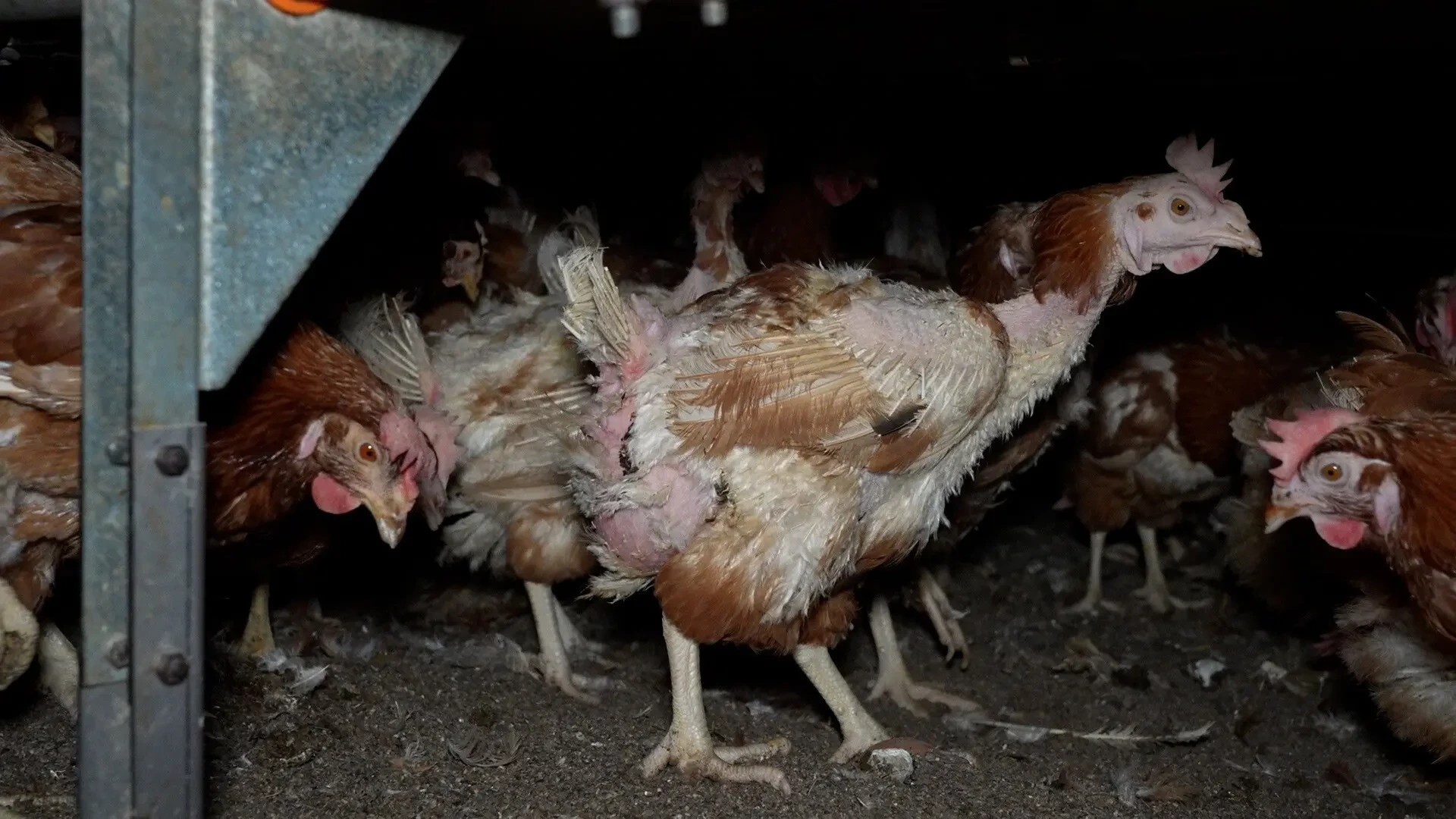 Denuncian la presencia de gallinas enfermas, cadáveres y huevos con ácaros en una granja avícola de Manacor