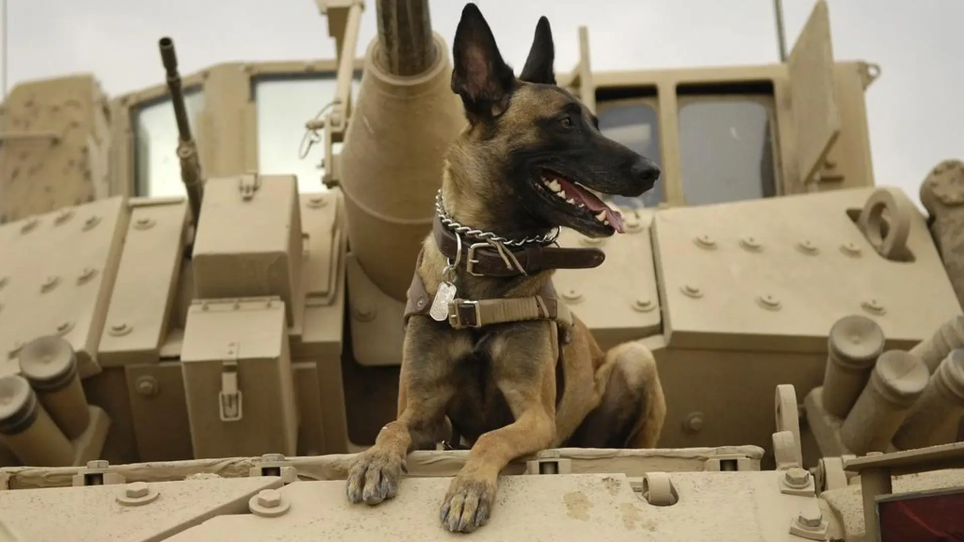 Warhound, la empresa que quiere crear perros militares modificados genéticamente