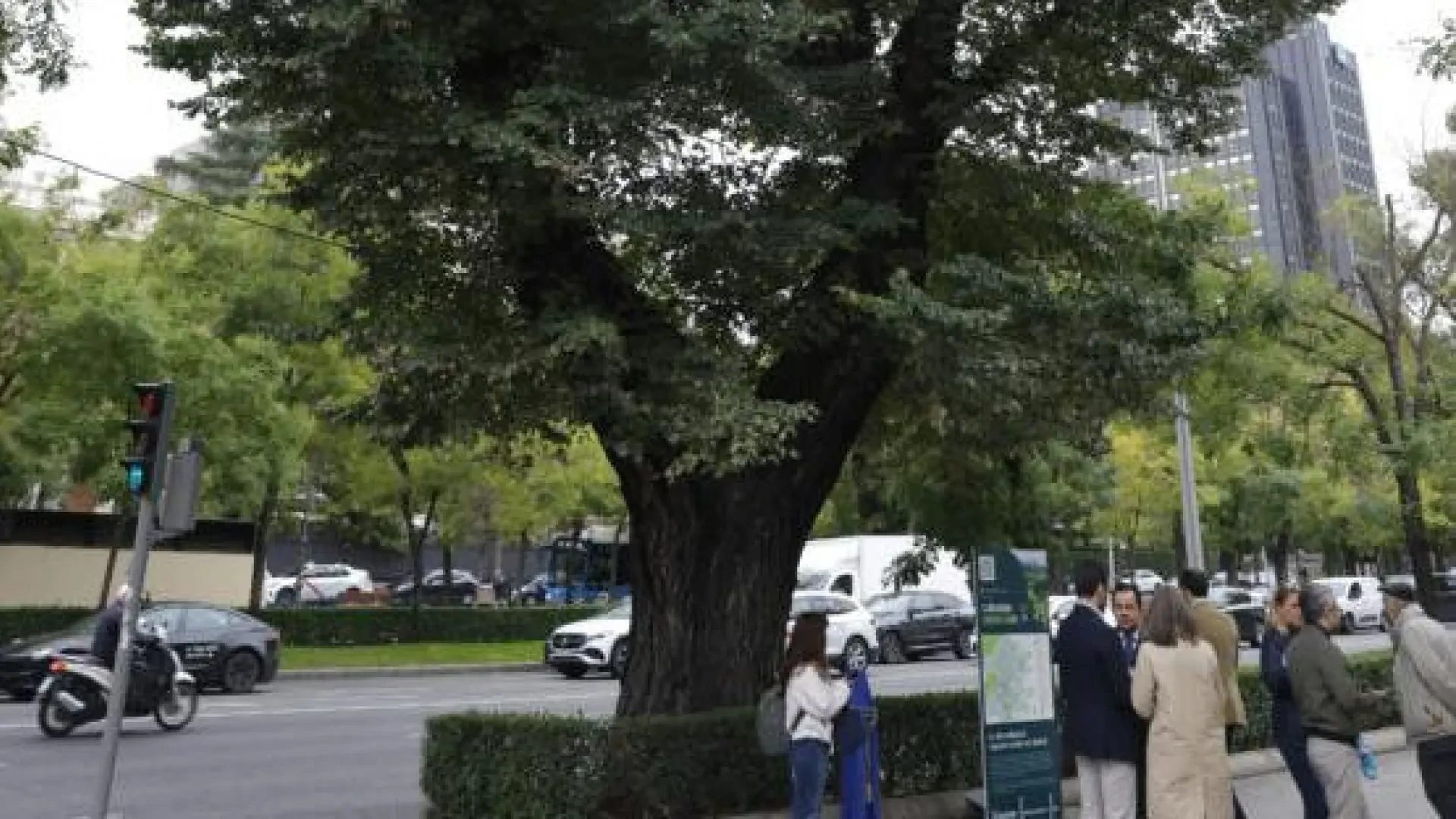 El árbol más antiguo de la Castellana protagoniza una guía que recorre los 36 espacios verdes de Madrid