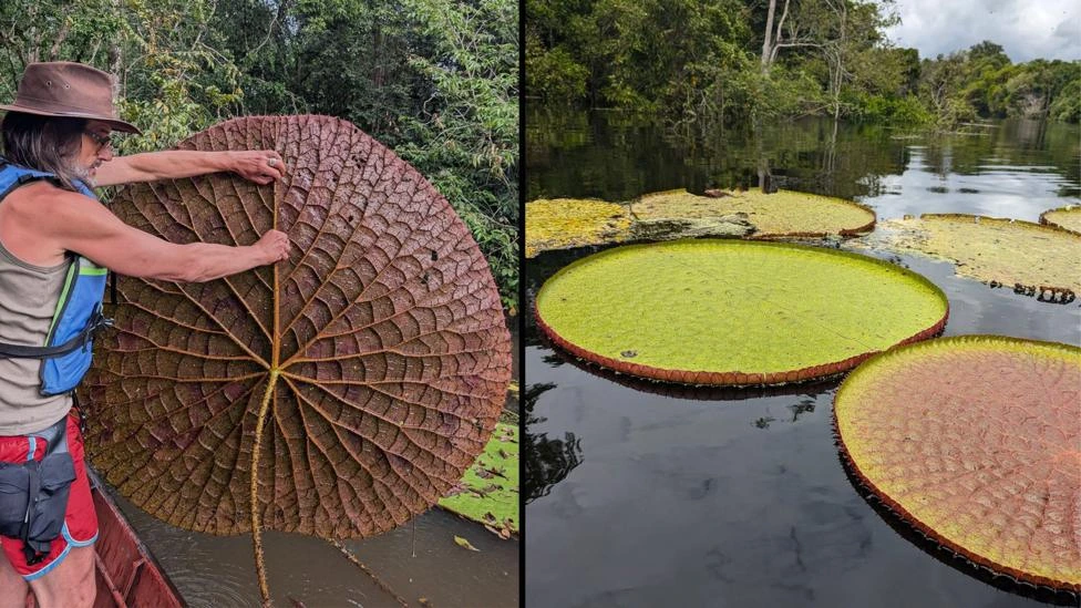 "Victoria colombiana": el fascinante descubrimiento de un nenúfar gigante en Sudamérica que se ve desde el espacio