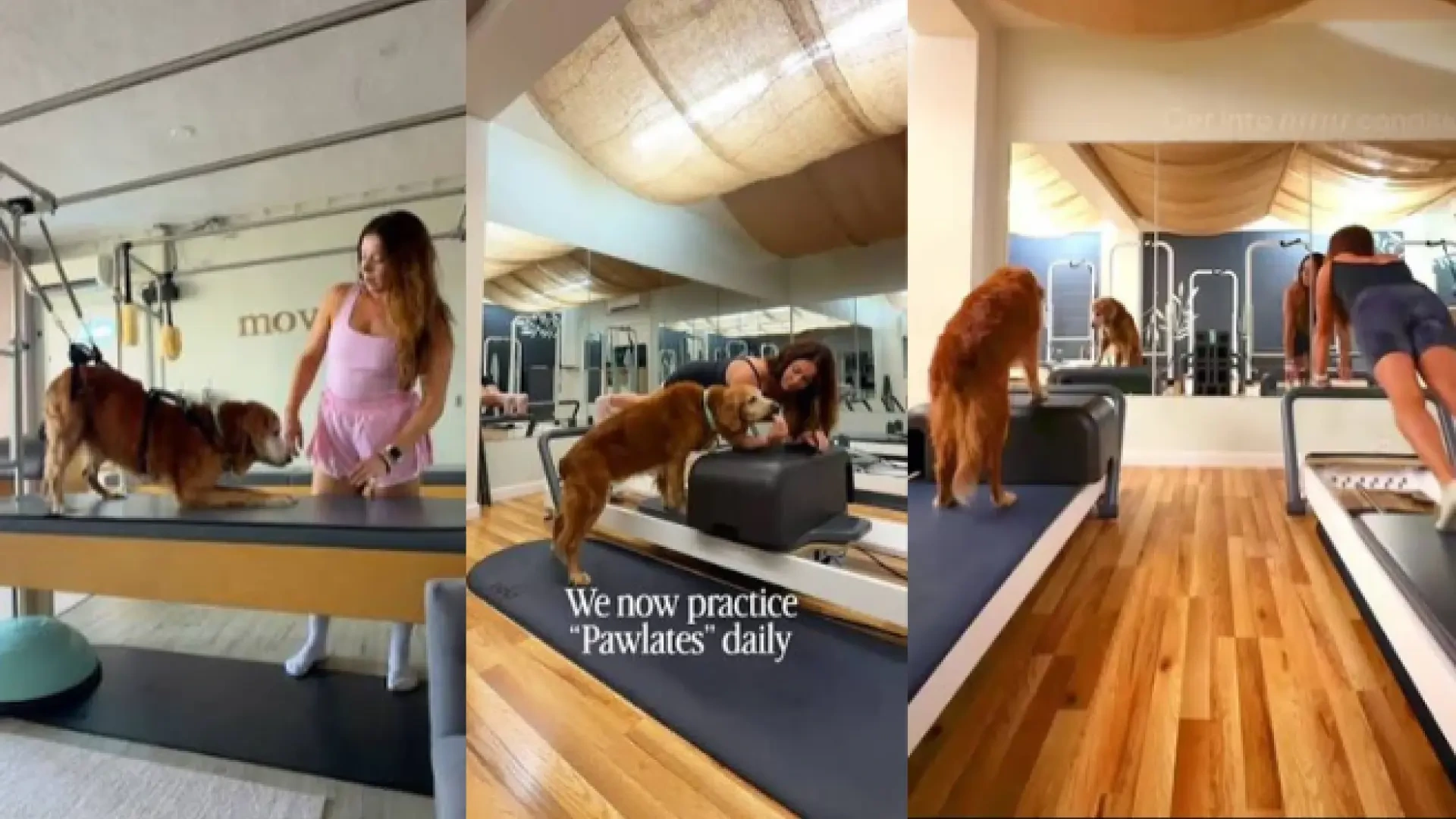 Un perro recupera la movilidad después de pasar tres meses realizando ejercicios de pilates