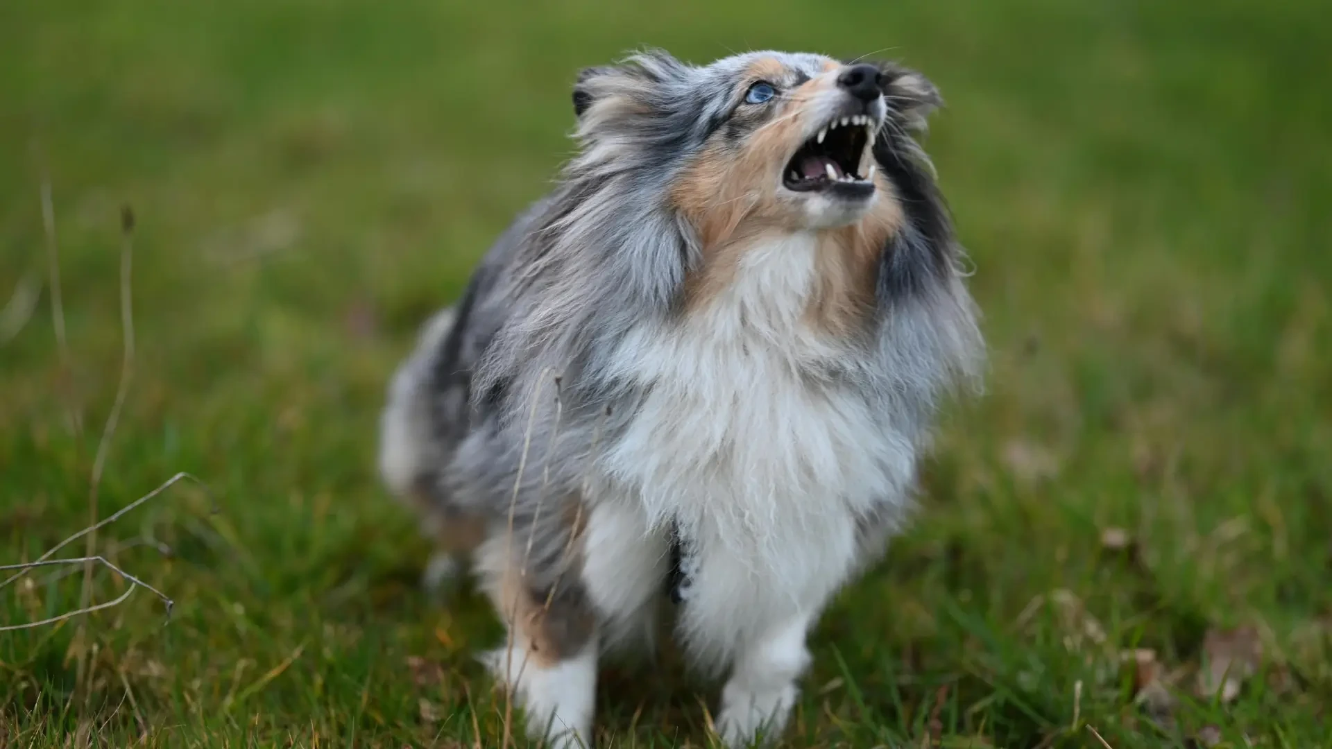 Cuando el perro no deja de ladrar: cómo entender y reducir esta conducta