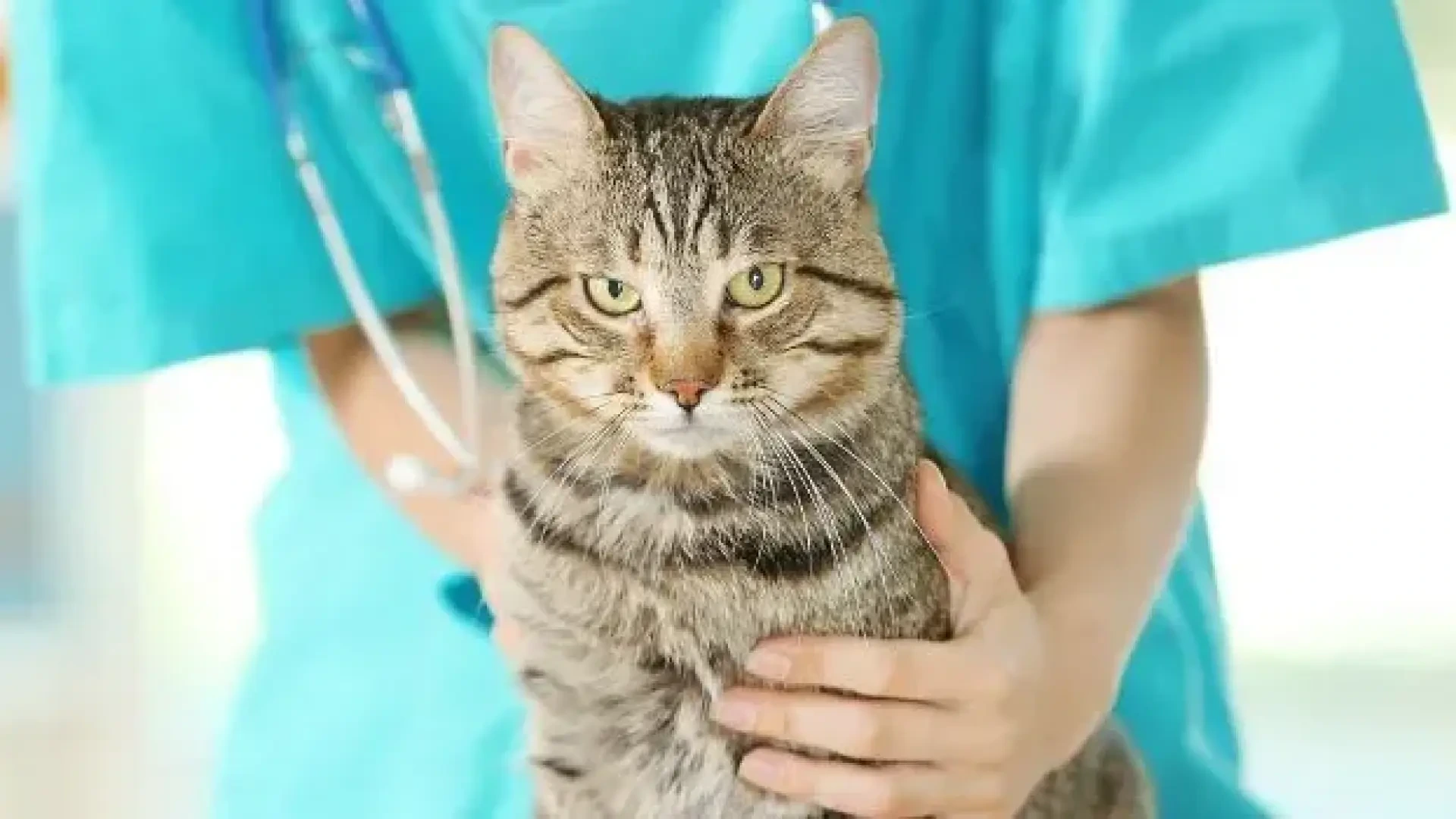 Así es la deducción por gastos veterinarios de Andalucía: qué puedes desgravar por tu mascota