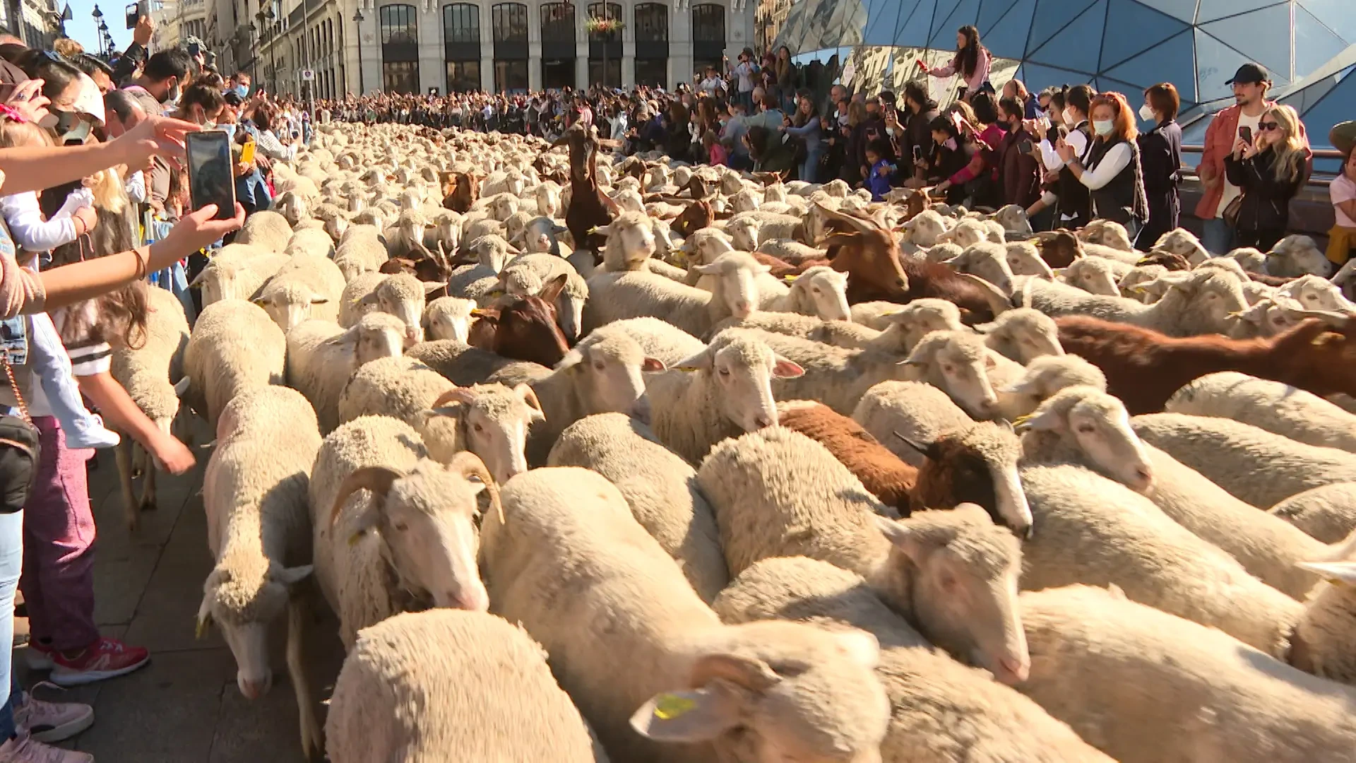 Por qué se celebra la Fiesta de la Trashumancia: el origen de una tradición entre lo rural y lo urbano